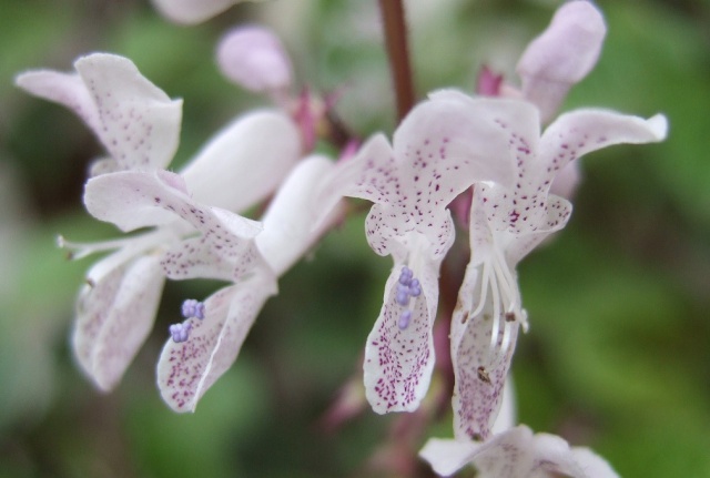 plectranthus - Plectranthus ciliatus Dscf1824