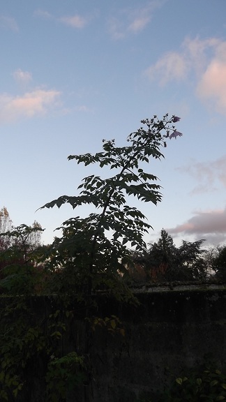 Dahlia imperialis Dscf4221