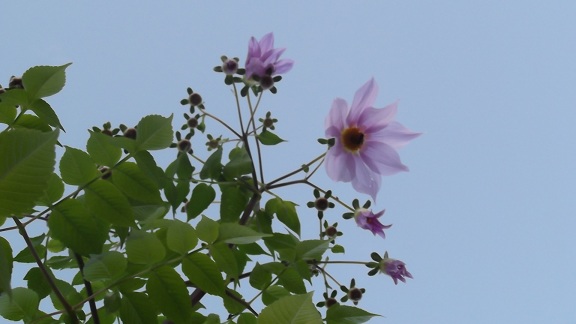 Dahlia imperialis Dscf4222