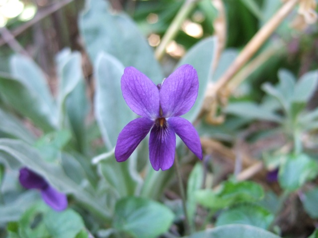 Viola - violettes et pensées Dscf7732