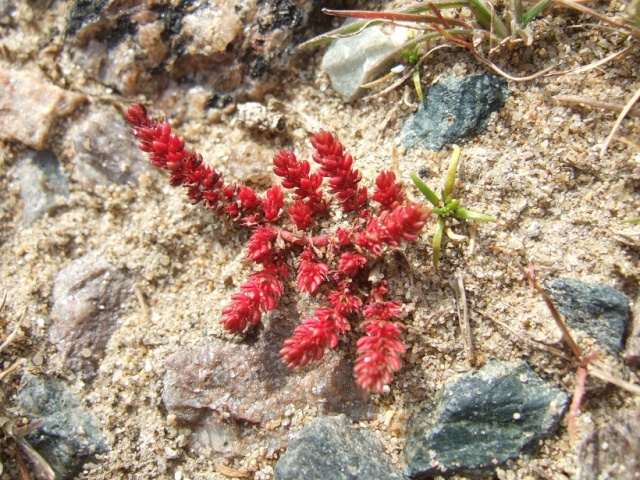 Crassula tillaea, Euphorbia paralias, Euphorbia hyberna Dscf8413