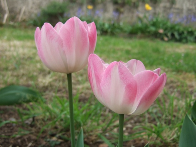Tulipa - grands hybrides - tulipes chics et kitch (sections 1 à 11) - Page 2 Dscf8417