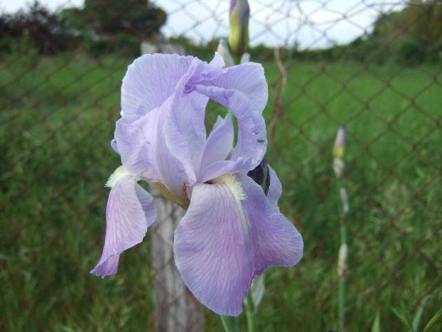  Nos Iris : floraisons 2012 - Page 2 Dscf8716