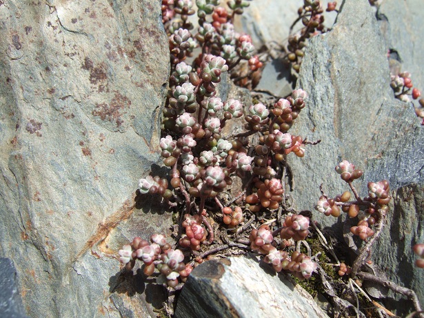 Crassulacées des Pyrénées : Sedum brevifolium, Sempervivum montanum Dscf9111