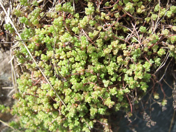 Crassulacées des Pyrénées : Sedum brevifolium, Sempervivum montanum Dscf9115