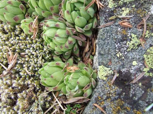 Crassulacées des Pyrénées : Sedum brevifolium, Sempervivum montanum Dscf9117