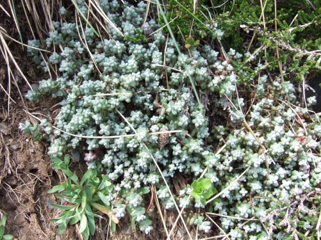 Crassulacées des Pyrénées : Sedum brevifolium, Sempervivum montanum Dscf9121