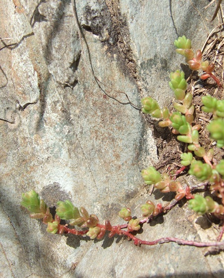 Crassulacées des Pyrénées : Sedum brevifolium, Sempervivum montanum Dscf9122