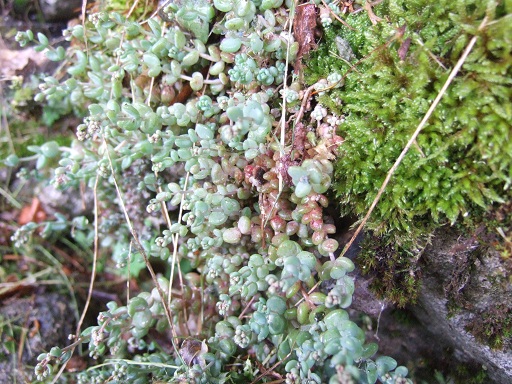 Crassulacées des Pyrénées : Sedum brevifolium, Sempervivum montanum Dscf9210