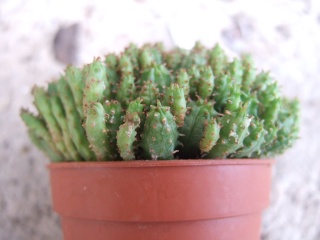 Euphorbia clavarioides [identification à suivre] Dscf9610