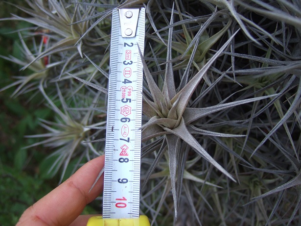 Tillandsia bergeri Dscf9813