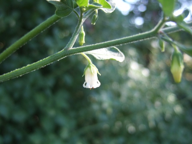 Salpichroa origanifolia - muguet des pampas Dscf9826