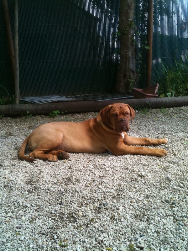 Goliath , fils de Ector et Hippie - Page 2 Photo_25