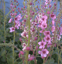 Verbascum"jackie in pink" 146510