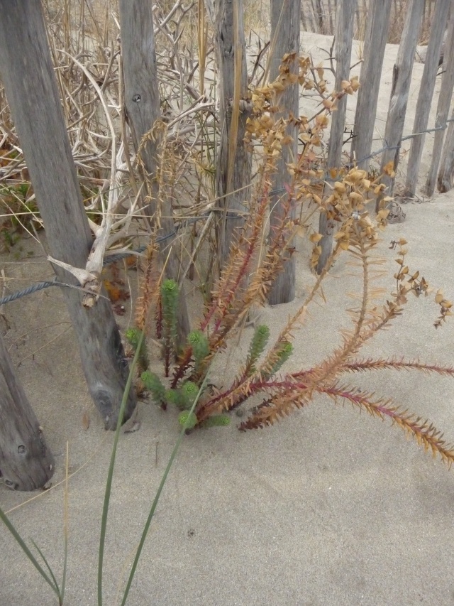 Plante sur sable à identifier : Euphorbe maritime   P1160212