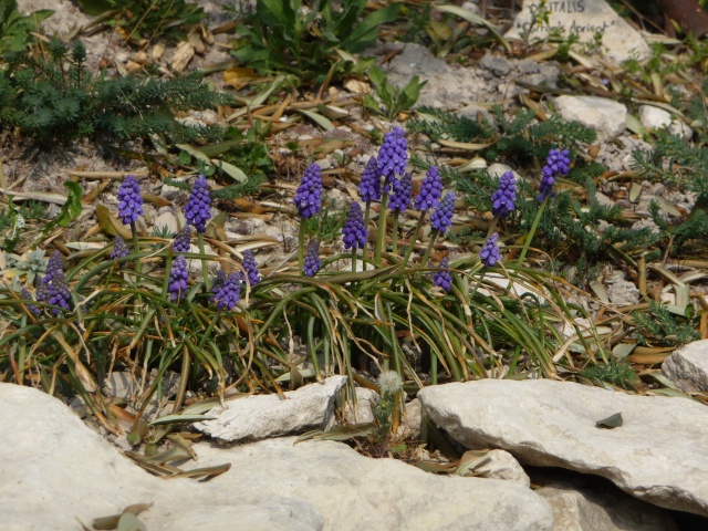 Muscari P1160311