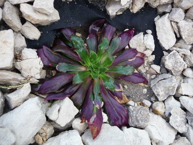 Lewisia cotyledon - Page 3 P1160321