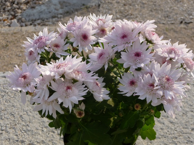 Chrysanthème à fleurs d' Astrance! P1160511