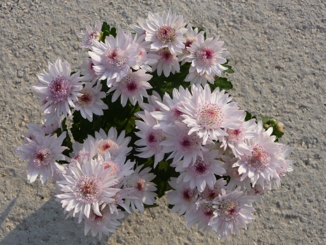 Chrysanthème à fleurs d' Astrance! P1160512