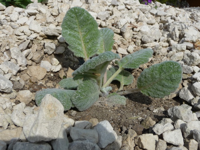 Salvia argentea P1160625