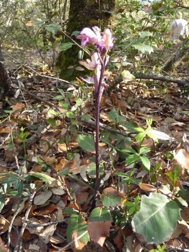 Une orchidée? Limodorum abortivum P1170314
