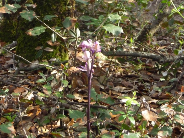Une orchidée? Limodorum abortivum P1170315