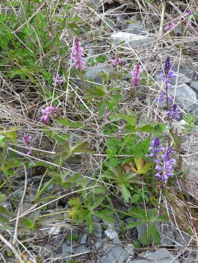 Plante alpine à identifier : Polygala comosa  P1170515