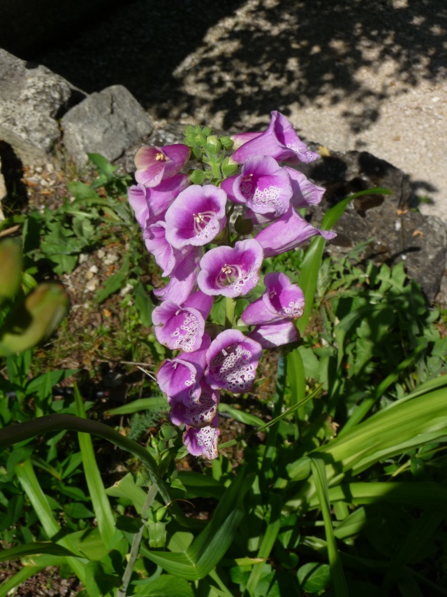 Digitalis , Digitale P1180218