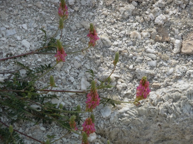 Fleurs en épi roses : Onobrychis , ou  Sainfoin P1180228