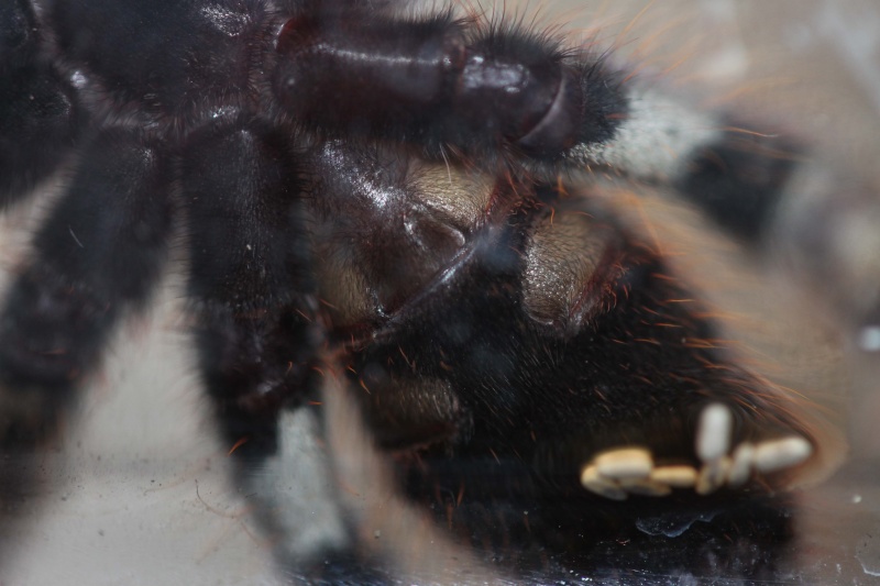 Poecilotheria - Sexage Poecilotheria Ornata Img_or11