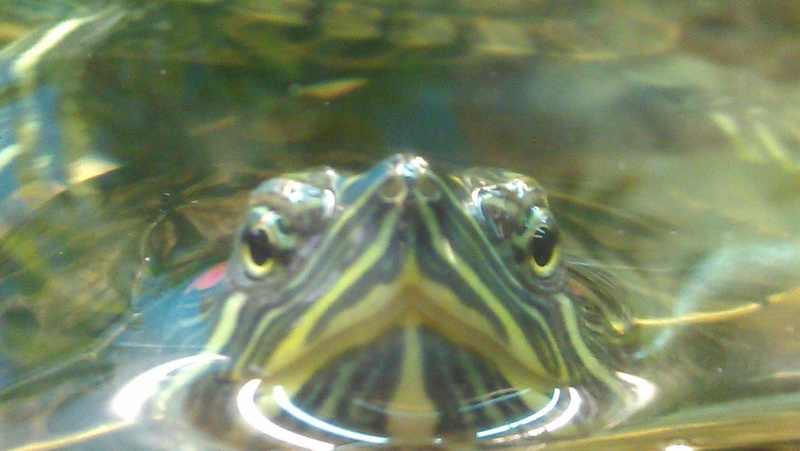 Les tortues à tempes rouges d'Arnold Imag0314