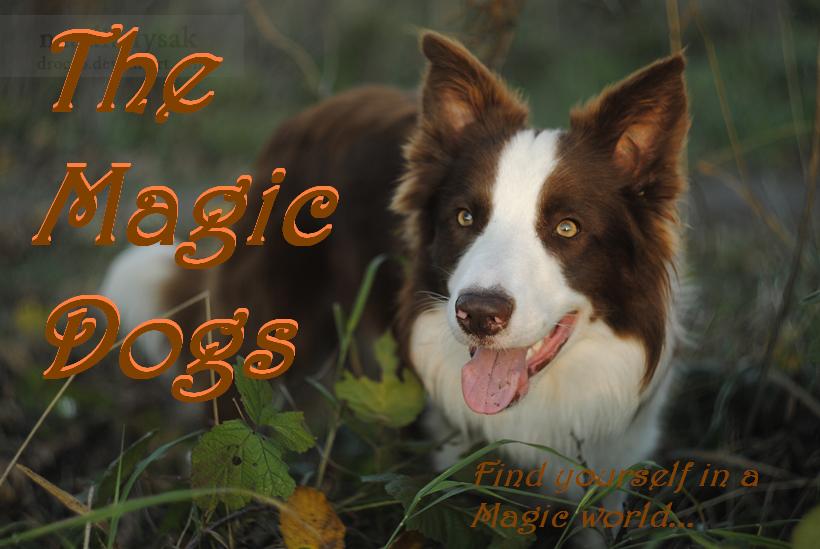 The Magic Dogs Magic_10
