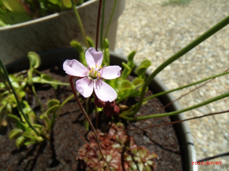 Une drosera aliciae Gedc7411