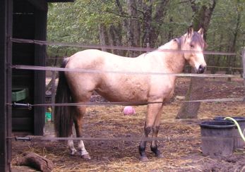 "Trouvé"  petit cheval ou poney ...  Novemb10