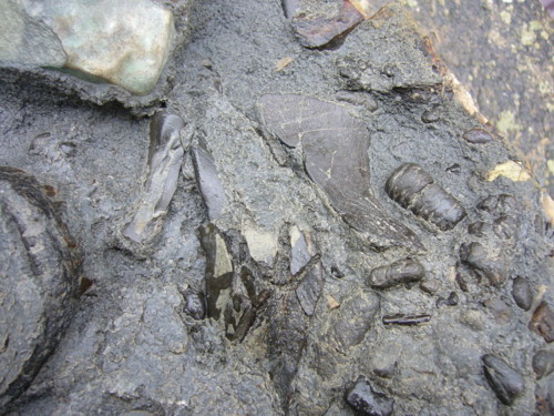 Aust fossil site 09080813