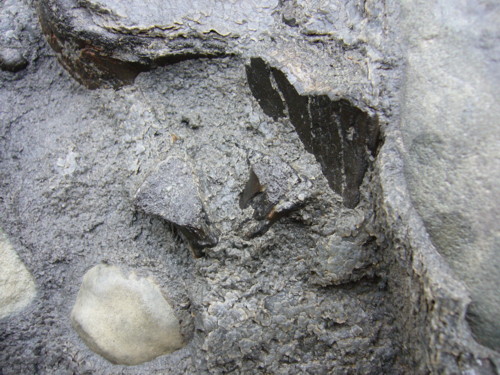 Aust fossil site 09080814