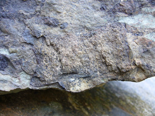 Aust fossil site 09080815