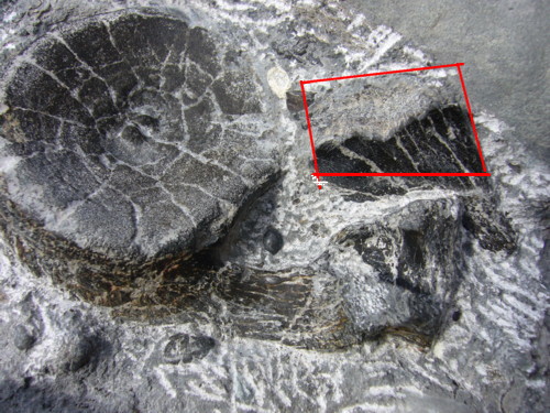 Aust fossil site 09080817