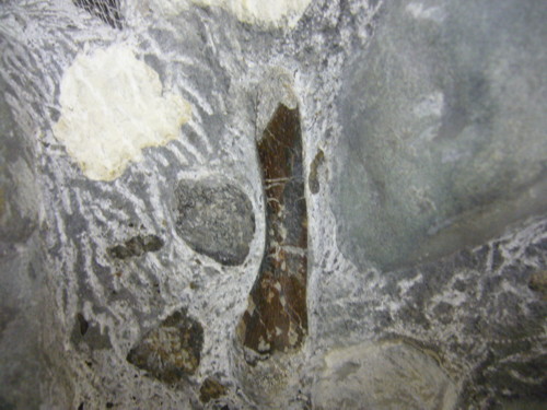 Aust fossil site 09080821