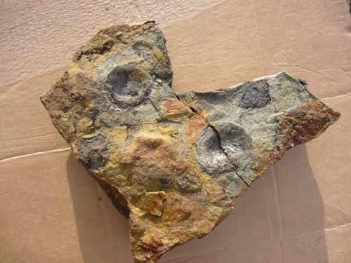 Aust fossil site 12010810