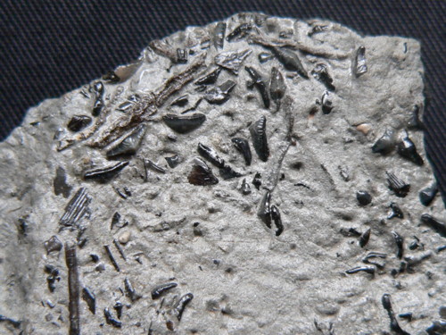 Aust fossil site 23082010