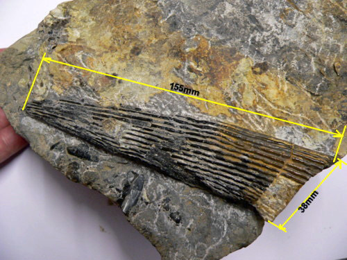 Aust fossil site Bone_b10