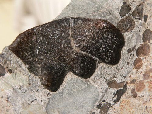 Aust fossil site Cerato10