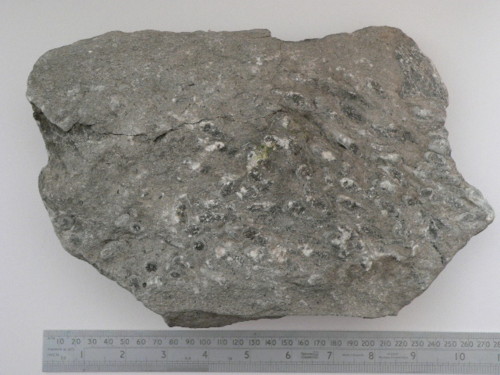 Aust fossil site Coral10