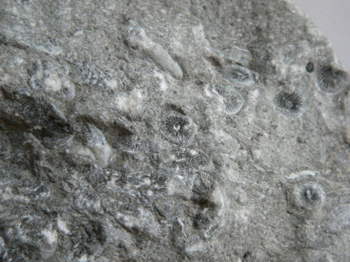 Aust fossil site Coral_10