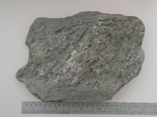 Aust fossil site Coral_11
