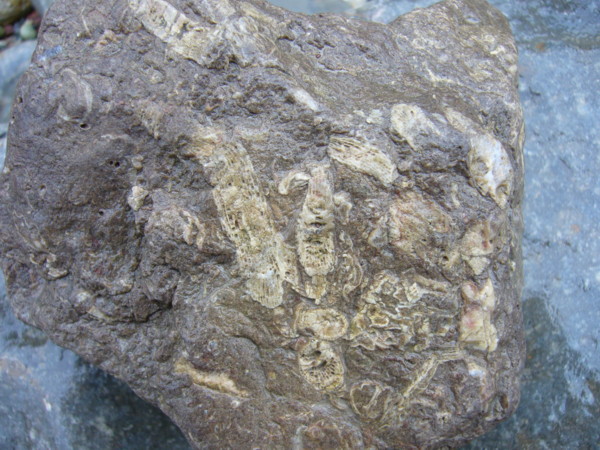 Aust fossil site De300010
