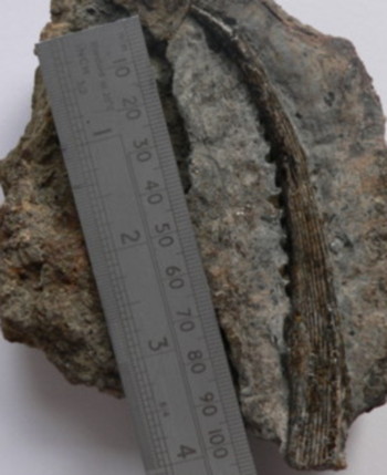 Aust fossil site Fin_sp10