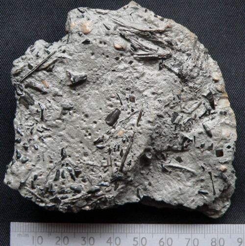 Aust fossil site Fish_b10