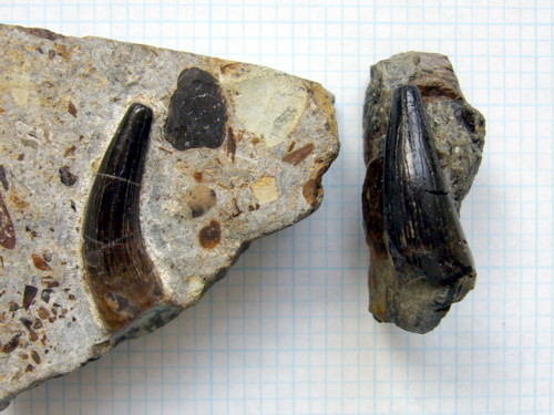 Aust fossil site Fossil11